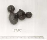 Click for 1 image(s) for this accession. FRUIT